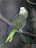 Amazona guildingii (Amazona guildingii)