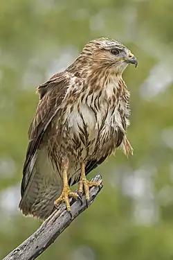 Buteo buteo.