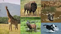 Imagens separadas de uma girafa, bisonte-americano, veado-vermelho, javali, camelo e orca.
