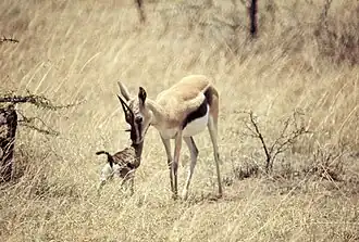 Uma fêmea e seu filhote