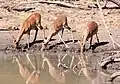 Impalas bebendo água