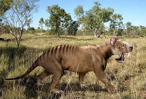 um tilacosmilo, em meio a ambiente savânico