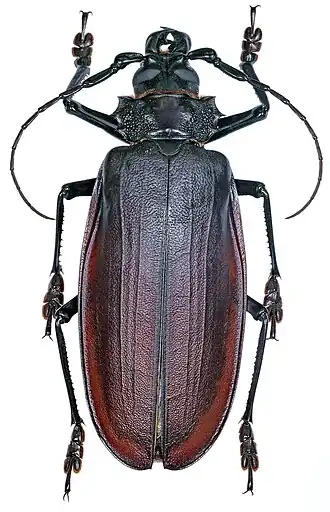 O besouro Titanus giganteus, de habitat amazônico e outrora raro em coleções. Embora esta espécie tenha a reputação de ser o maior inseto do mundo e o maior besouro conhecido, sendo relatados espécimes com talvez até 20 ou 23 centímetros de comprimento, isto é considerado um mito, uma vez que o maior espécime conhecido mede 16.7 centímetros de comprimento (167 milímetros).