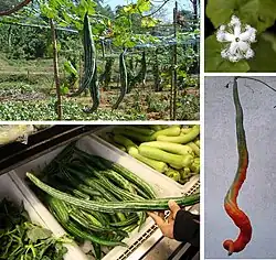 Trichosanthes cucumerina var. anguina comsome-se imaturo, como verdura de estação, a sua polpa madura como substituto do tomate. Flor com pétalas a desabrochar.
