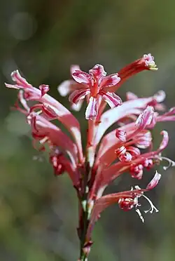 Tritoniopsis antholysa