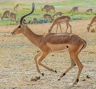Impala macho no norte de Botswana