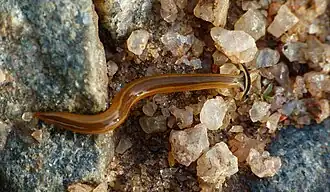 Verme terrestre da subfamília Bipaliinae