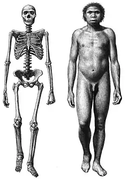 Homo erectus, um primata da família dos hominídeos