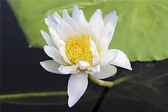 Nymphaea candida