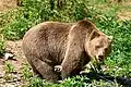 Ursus arctos dalli — Urso-pardo-de-dall