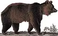 †Ursus arctos crowtheri — Urso-do-atlas