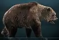 Urso-das-cavernas (Ursus spelaeus) um carnívoro