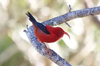 ʻIʻiwi (Drepanis coccinea), uma trepadeira-havaiana