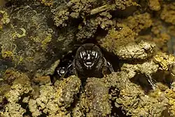 Vigia de mandaçaia MQA.