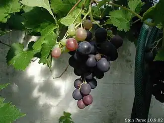 Vitis vinifera