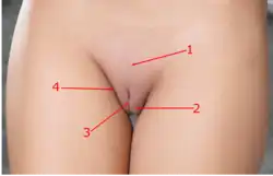 Vista frontal da vulva. Fenda pudenda indicada em 3.