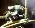 Um casal num zoológico de Hanôver, Alemanha