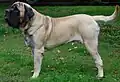 Mastiff inglês