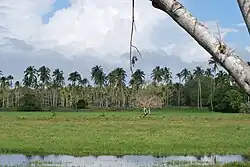 ChontalpaClima monçônico (AM)