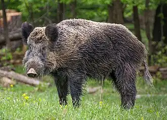 Javali-europeu (Sus scrofa scrofa)