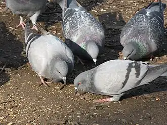 Pombos-comuns (Columba livia)