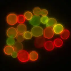 Membrana da célula de levedura visualizada por algumas proteínas da membrana, fundidas com marcadores fluorescentes RFP e GFP. A imposição de luz de ambos os marcadores resulta na cor amarela.