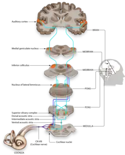 imagem das vias de condução do SNAC