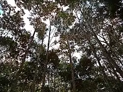 Vegetação nativa em Jacobina