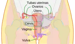 Scheme female reproductive system-pt