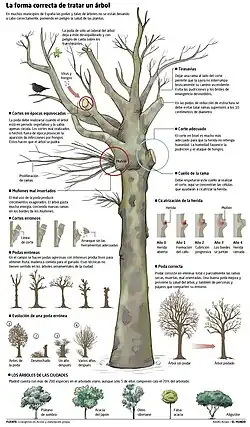 A forma correta de podar uma árvore