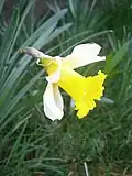 Narcissus pseudonarcissus nobilis