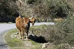 Vaca Barrosã